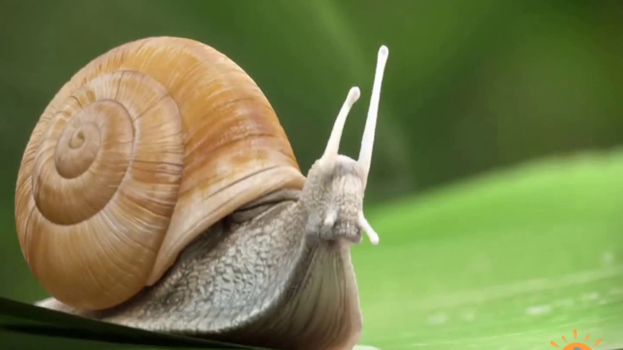 TRICK MNEMONIC TO REMEMBER EXAMPLES OF MOLLUSCS YouTube TRICK MNEMONIC TO REMEMBER EXAMPLES OF MOLLUSCS YouTube
