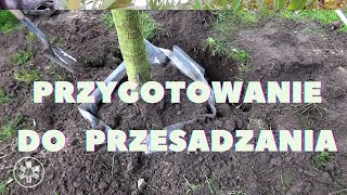 Jak przygotować drzewa do wiosennego przesadzania?