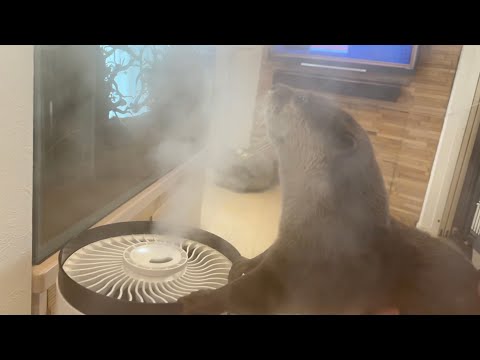 ????????????????????? Otter fighting humidifier smoke.