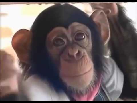 обезьянка с волосами дыбом. мартышки в саванне. обезьяна токи. обезьянка яша. обезьяна токи.