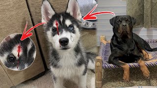 Roxy attacked on sultan  | Rottweiler attack | Rottweiler vs husky | Review reloaded