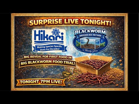 Hikari Delivery Reveal | First Food in the Blackworm Trials