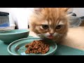 生まれて３か月の子猫にウェットフードをあげてみた【マンチカン】/I gave a wet food to a 3 month old kitten