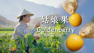 Goldenberries: Sweet-Tart “Golden Lanterns” Hanging from the Branches【滇西小哥】