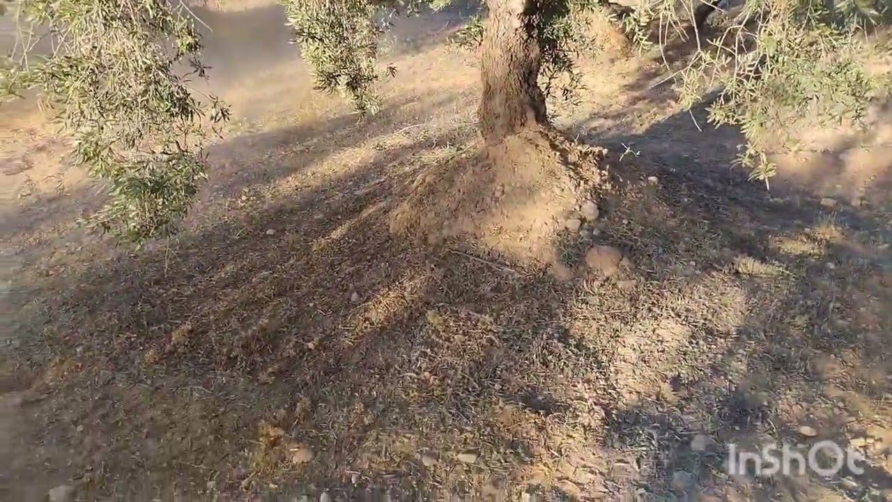 Con la desbrozadora los herbicidas casi terminados