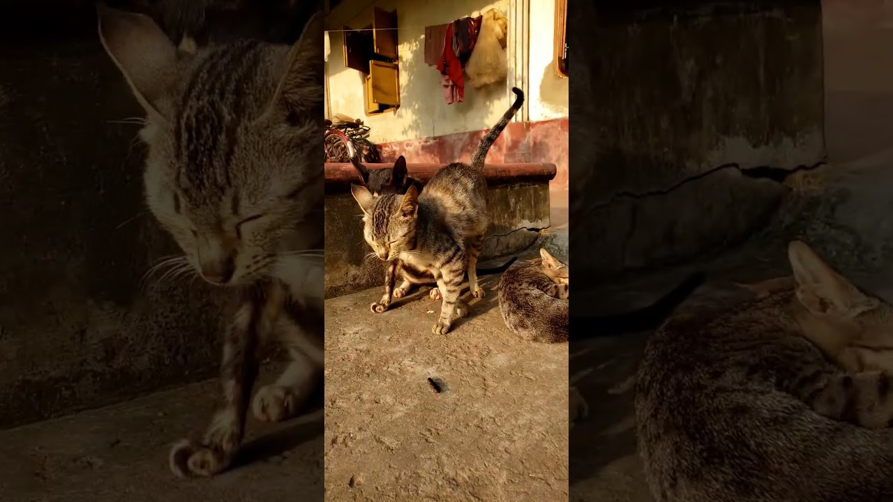 Guarda Cute Cats Playing 😻 Thanks for 1K 🙏#shorts su YouTube Guarda Cute Cats Playing 😻 Thanks for 1K 🙏#shorts su YouTube