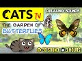 Game for cats  the butterflies garden  relaxing sounds  cats tv3 hours