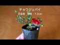 チョウジュバイ-E1（長寿梅盆栽）Chaenomeles speciosa 'Chojubai' bonsai tree