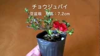 チョウジュバイ-E1（長寿梅盆栽）Chaenomeles speciosa 'Chojubai' bonsai tree