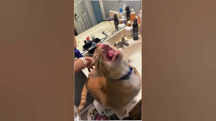 Video 11628291: cat sound funny