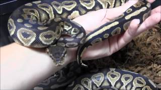 Baby Cinnamon Ball Pythons