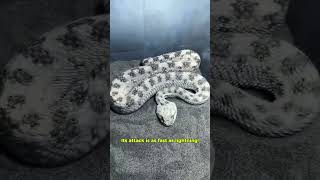 VIPER : SILENT BUT DEADLY #education #shorts #wildlife #animals #viper #wildanimals