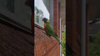 #foryou #birds #enjoy #food #lorikeets #beautifulbirds #sydneytravels #likeandsubscribe 🦜🌈❤️