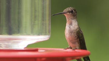 The Sounds of Hummingbirds