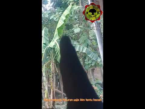 testi ilmu serat hizib ibnu alwan !!! 😍😊🤗👍😙