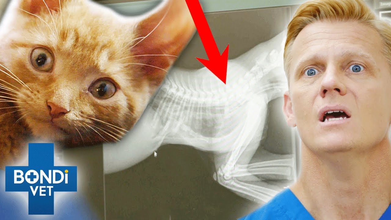 Vet Fights For Deformed Kitten With 1YearToLive Diagnosis 😭💔 Bondi