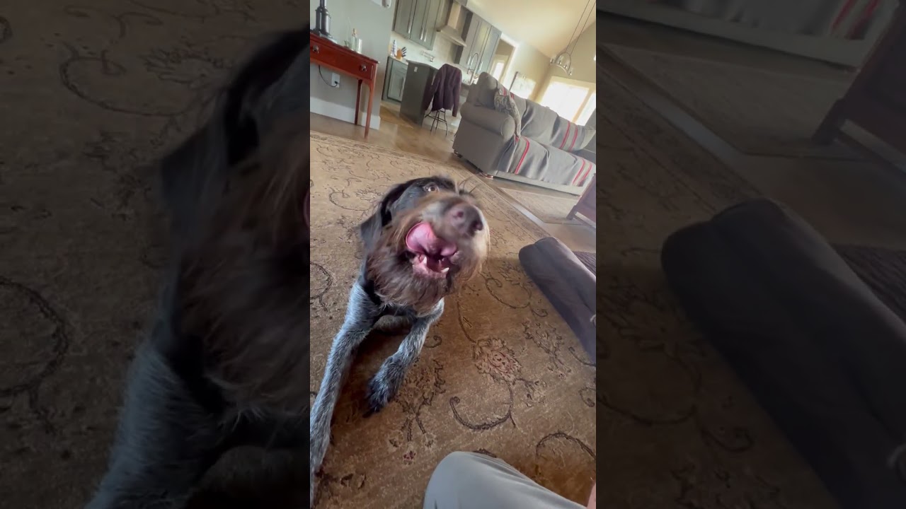 Gustl, Deutsch Drahthaar gets his nails trimmed. 