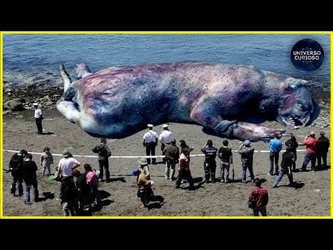 Vídeo: Onze Cidades Vistas Através Dos Olhos De Cães Em Sua Caminhada