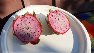 Dragon Fruit Pink Diamond Melbourne, Australia