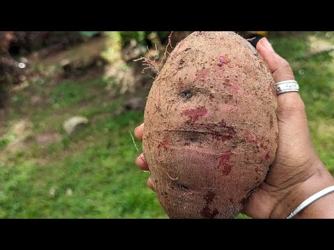 Purple flesh sweet potatoes -day 12 of 22 Days of Thanksgiving harvest - see what went wrong