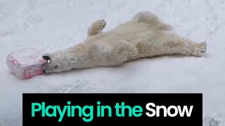 Animals Playing In The Snow