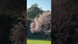 #Cherry #Blossom #festival #enjoy #viral #Dc #Nature #outdoors #Trees #wind #blowing #grass #beauty