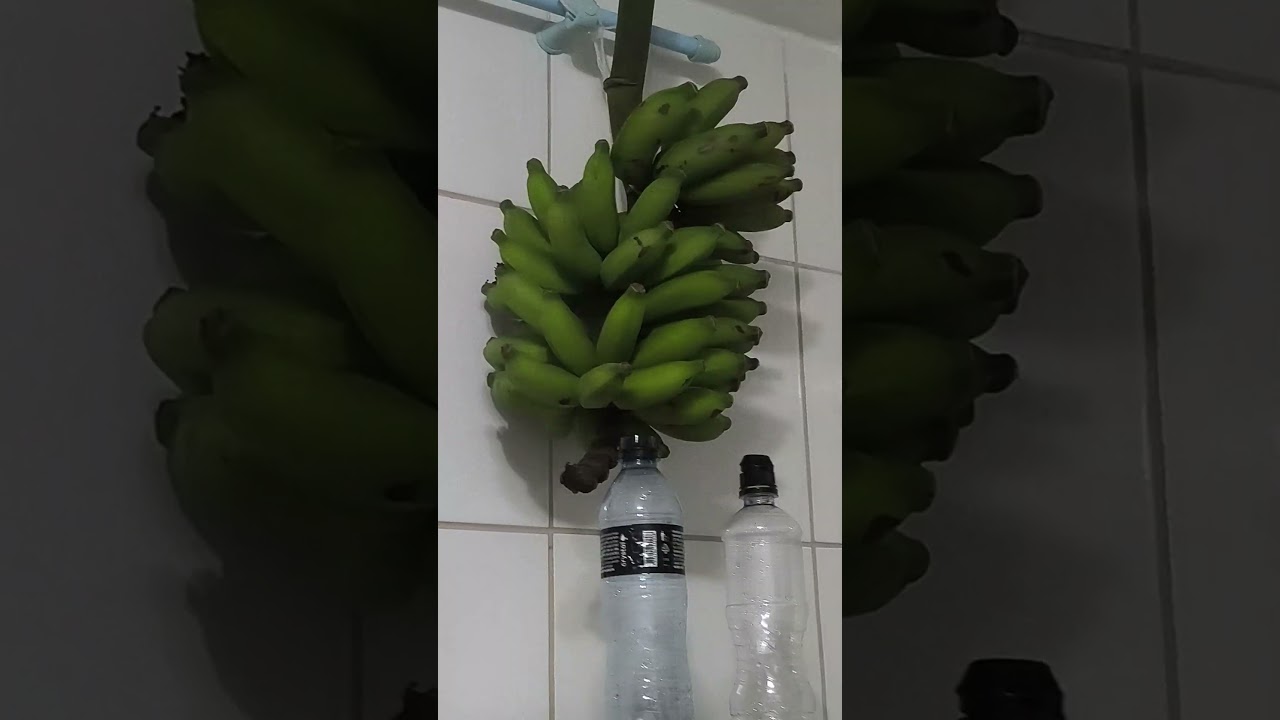 caixo de banana amadurecendo dentro do apartamento