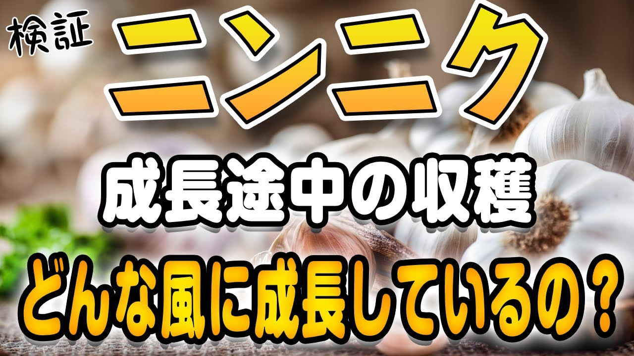 R...jgdにんにく栽培終了 Rjgdにんにく栽培終了 3344a0e8e6ab724625d700f4bf3a7f