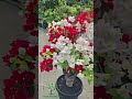 #flowers