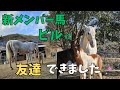 驚愕の事実が発覚した引退馬ビルのその後の様子です!感動場面満載です。