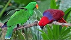 Indahnya Duel maut kicauan burung Nuri kepala hijau dan merah.  - Durasi: 1:00:31. 