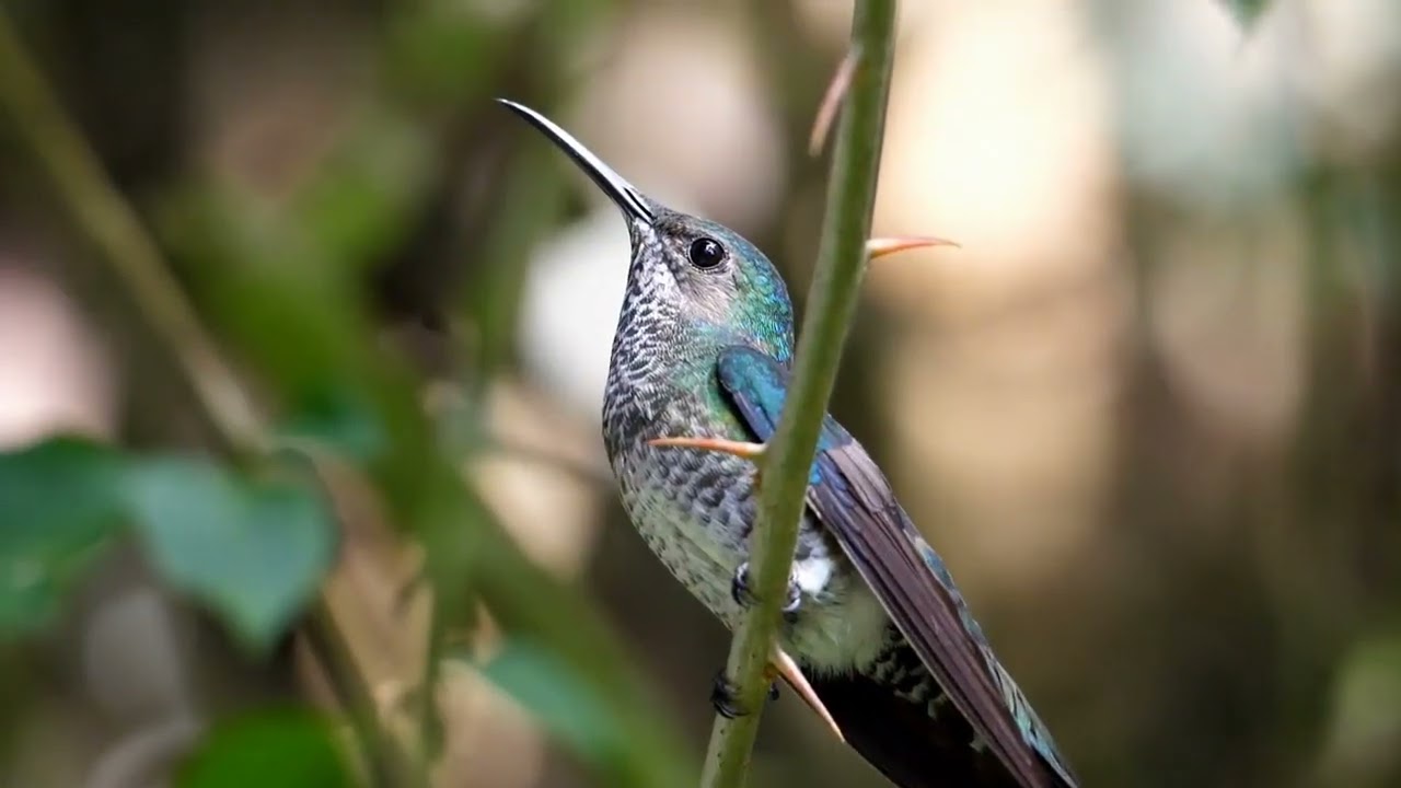 Hummingbirds Fun Facts
