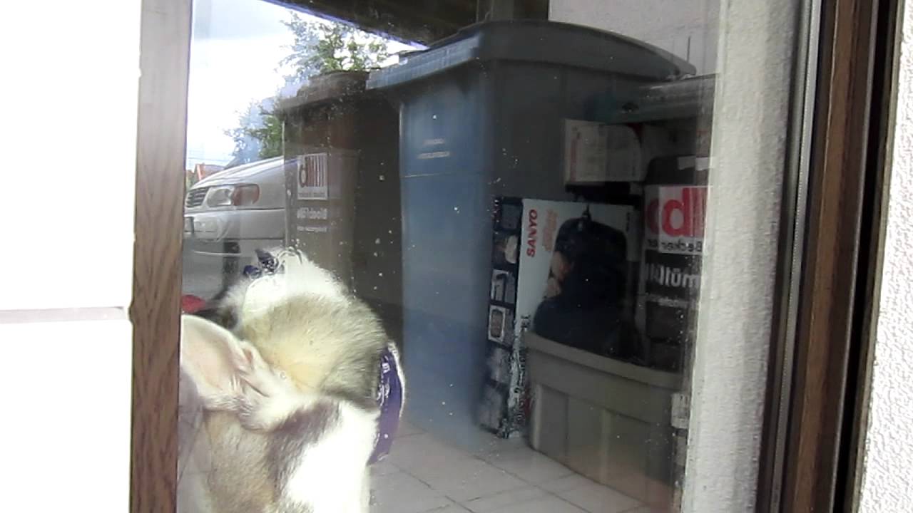 Funny dog licking a window