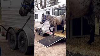 My New Horse Has Arrived!