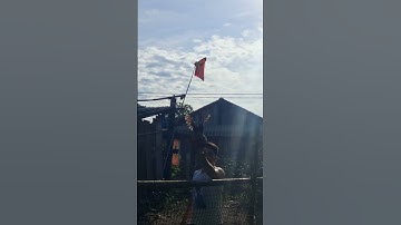 Huấn luyện gà rừng bây đập cánh bồi sáng 11/8/2025.qaib qus ya ntxuaj ti zoo tiag tiag