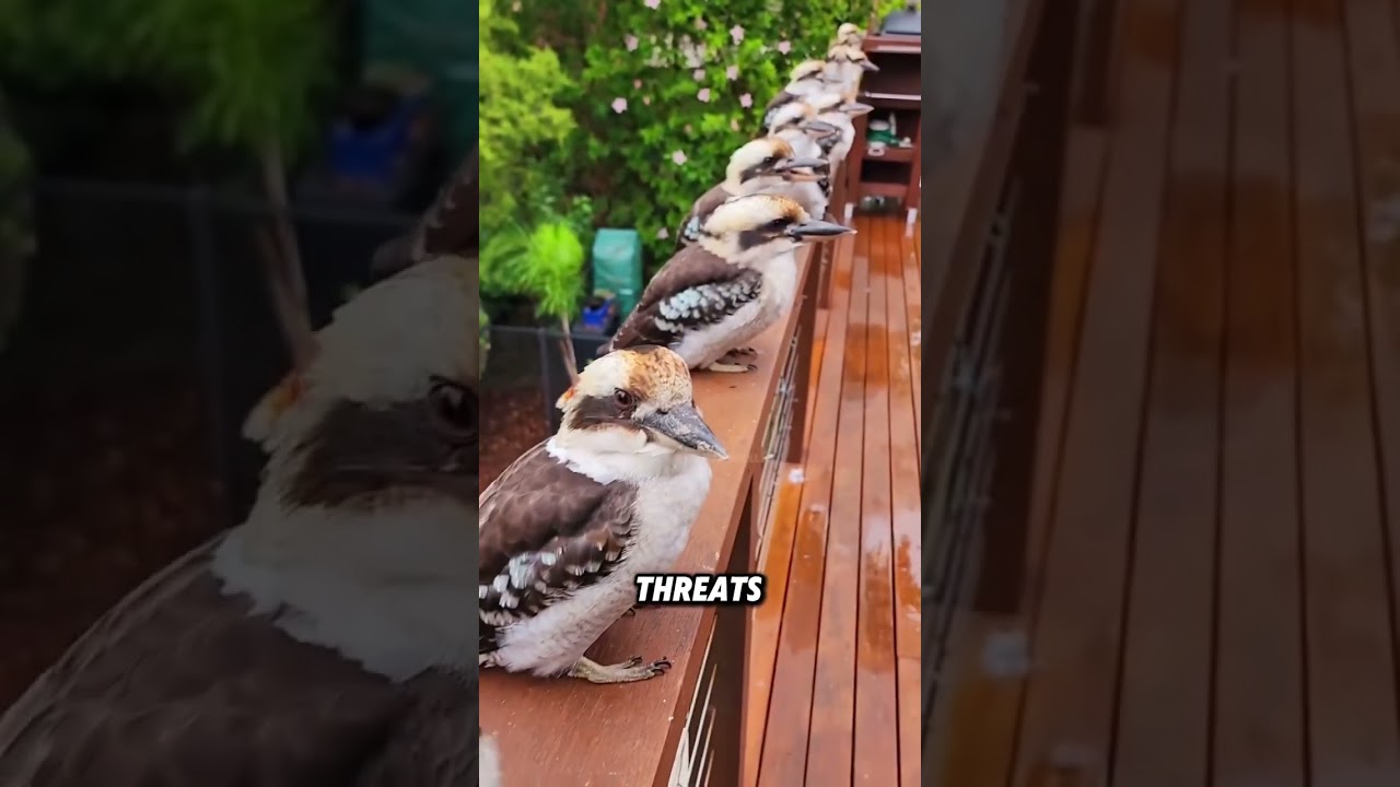 Why are kookaburras not afraid of people?