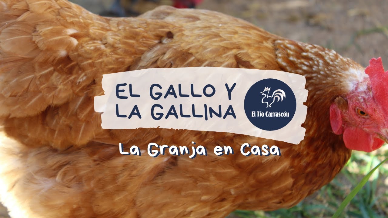 El Gallo Y La Gallina Se Van A Casar