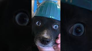 Another warrior joins the fray #cute #dogs #derp #pets #doggo #aww Another warrior joins the fray #cute #dogs #derp #pets #doggo #aww