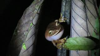 Vocalização de Boana icamiaba