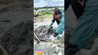 Lifting the Catch: How a Simple Net Revolutionized Fish Farming Efficiency