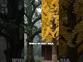 The Secret Power of Sacred Trees Revealed