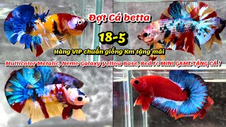 Đợt Cá Betta 18-5 Nemo Multicolor Yellow, Metalic, Galaxy, Red Fancy Star hàng đẹp chuẩn giống !