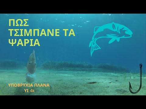 ΠΩΣ ΤΣΙΜΠΑΝΕ ΤΑ ΨΑΡΙΑ 1- ΥΠΟΒΡΥΧΙΑ ΠΛΑΝΑ ΨΑΡΕΜΑ