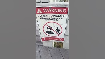 Attacked!Alligator & Python Warning! Florida’s Swamps Are Out of Control 🐊🐍#shorts #viralvideo