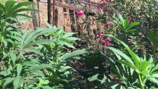 Outdoor medical grow