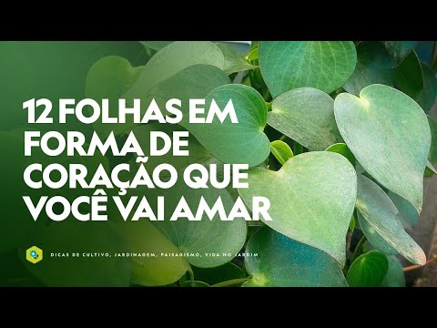 Vídeo: Porca em forma de coração: descrição e características de cultivo