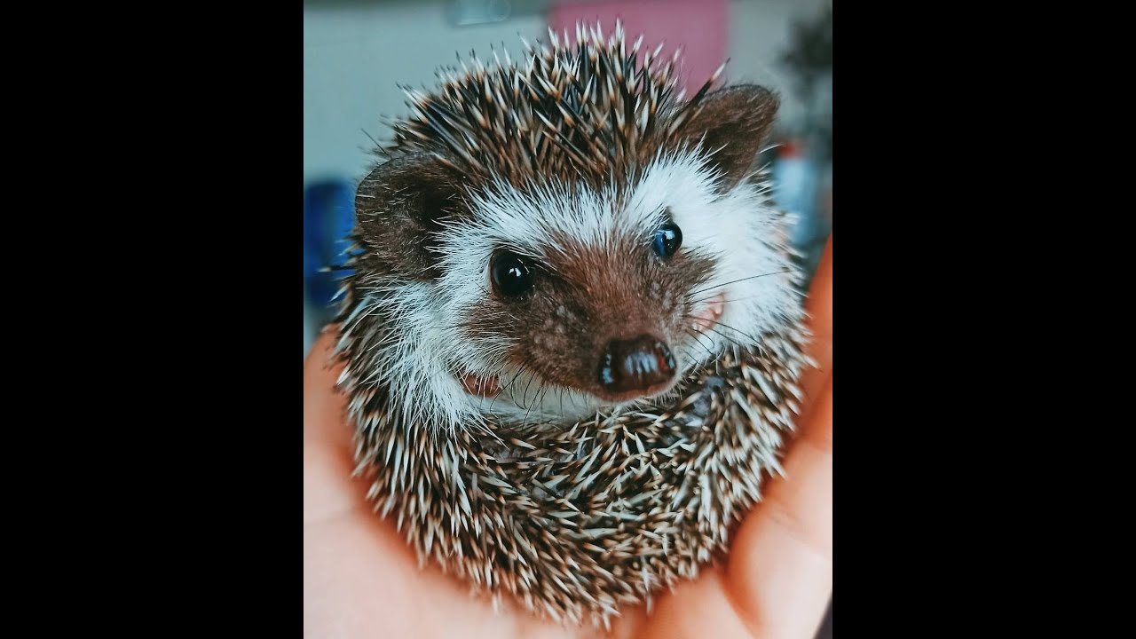 Много ежей. Смешные видео про ежиков до слёз. Забавные ежики. Ёжик бруно. Милый ежик.