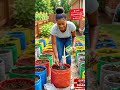 step by step full guide and and tips on how to grow a high yield okro at home using sack bag