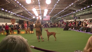 PHARAOH HOUND Westminster dog show 2017 b