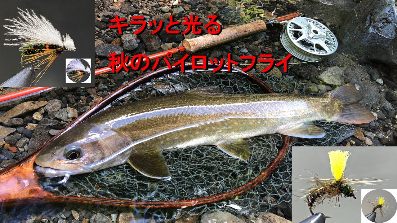 【キラッと光る秋のパイロットフライ】フライタイイング